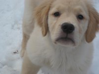 doggy school 004.jpg