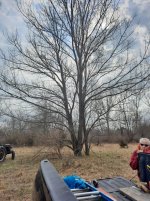dropping trees 9.jpg