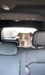 dog2.jpg