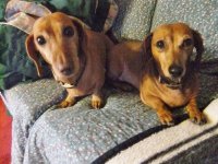 Daschunds.jpg