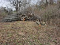 Easter clearing 7.jpg